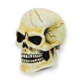 Arnold Skull-Bone